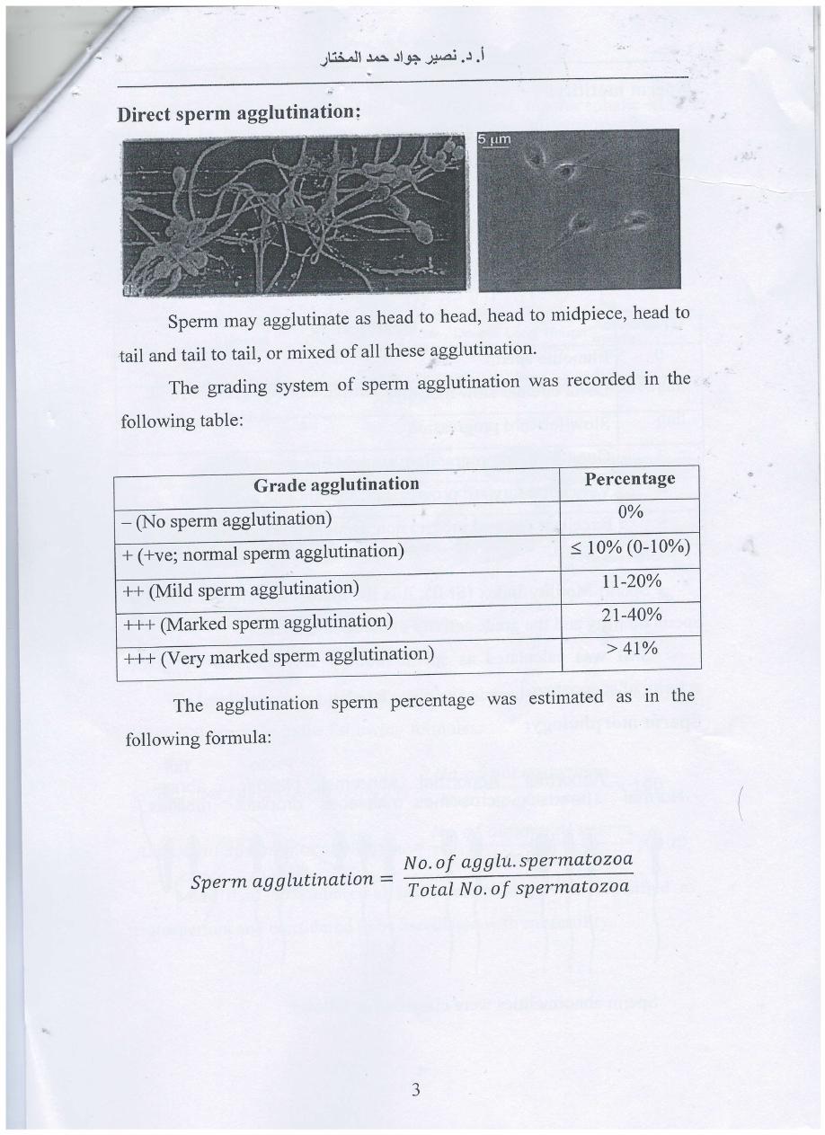 male reproductive system pdf - نصير جواد حمد المختار - Muhadharaty