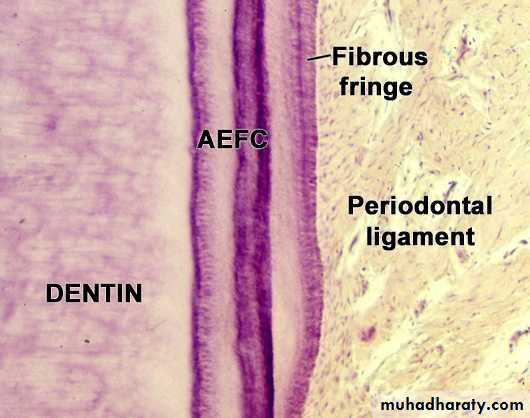 Periodontium pptx - د. نور - Muhadharaty