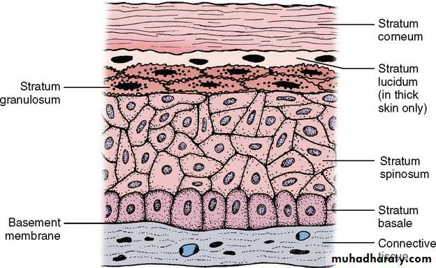 lec.4oral mucosa pptx - د. نور - Muhadharaty