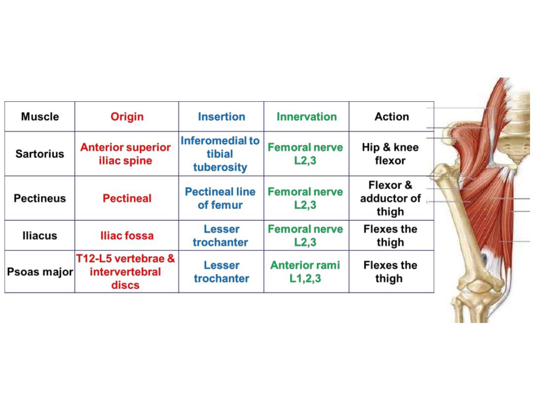 lower limb pdf - lower limb - Muhadharaty