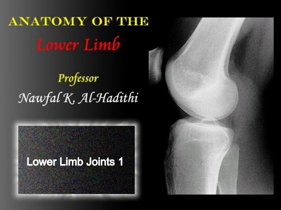 Lower Limb Pdf - Lower Limb - Muhadharaty