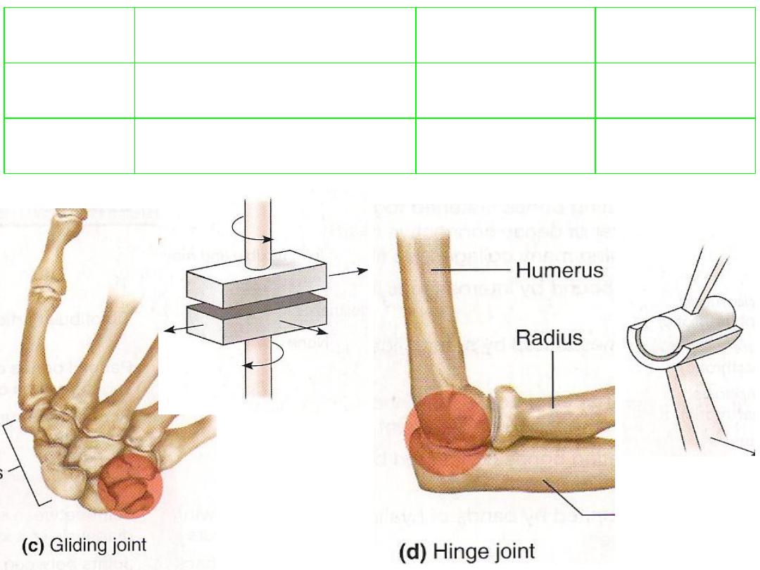 Lower Limb Pdf - Lower Limb - Muhadharaty