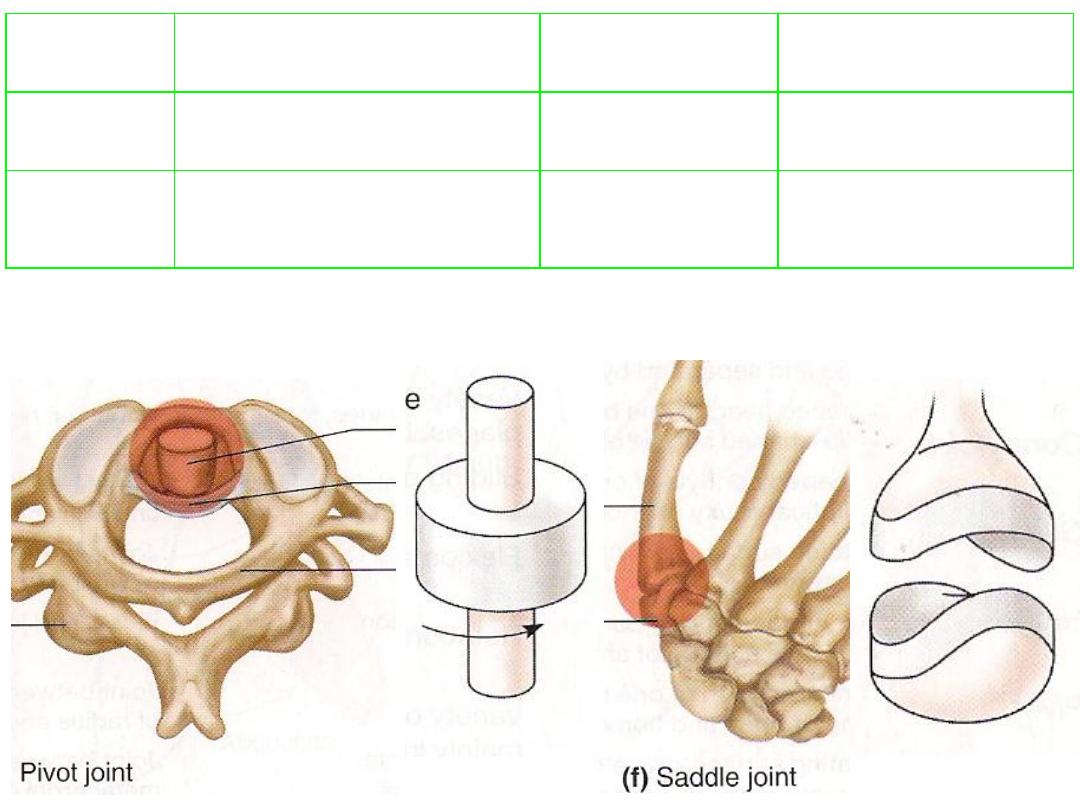 Lower Limb Pdf - Lower Limb - Muhadharaty