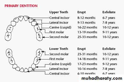 1 pptx - Growth and Development - Muhadharaty