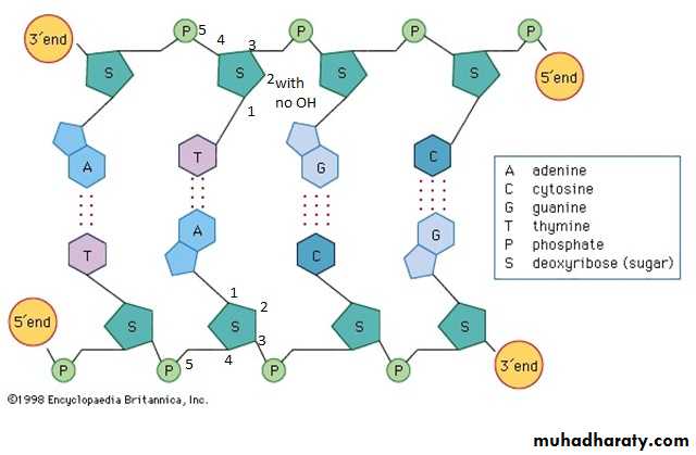 Genetics docx - احمد نزار - Muhadharaty