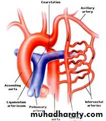 The Cardiovascular System Docx - The Cardiovascular System - Muhadharaty