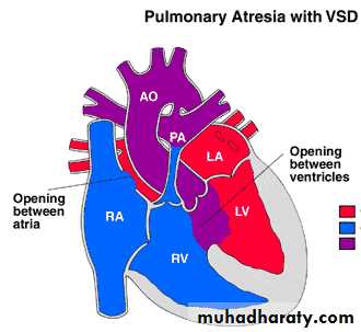 The cardiovascular system docx - The cardiovascular system - Muhadharaty