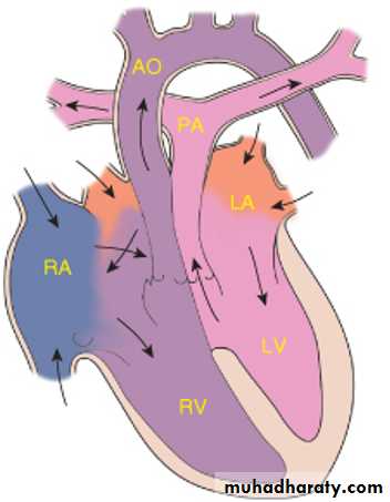 The cardiovascular system docx - The cardiovascular system - Muhadharaty