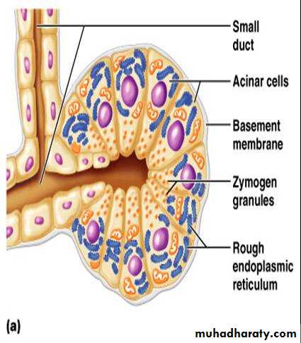 Glands docx - دكتور ايوب - Muhadharaty