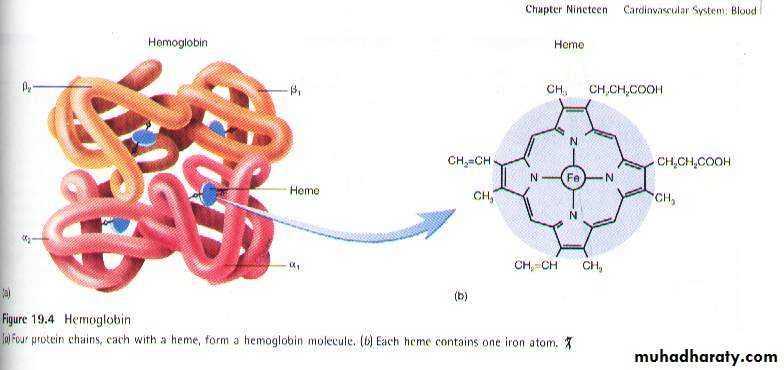 Blood physiology docx - د. بيبين خورشيد - Muhadharaty