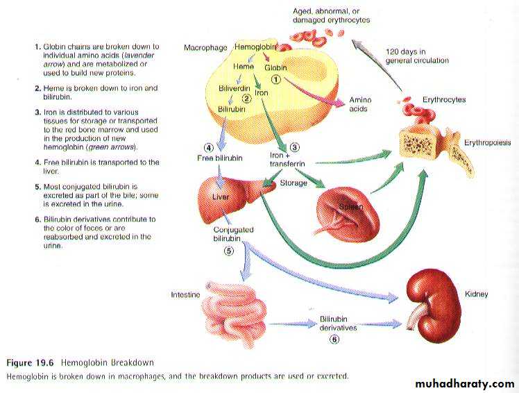 Blood physiology docx - د. بيبين خورشيد - Muhadharaty