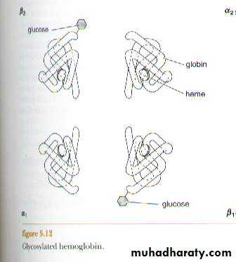 Blood physiology docx - د. بيبين خورشيد - Muhadharaty