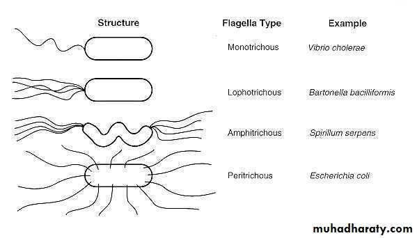 Motility Of Bacteria Pptx 2 Muhadharaty