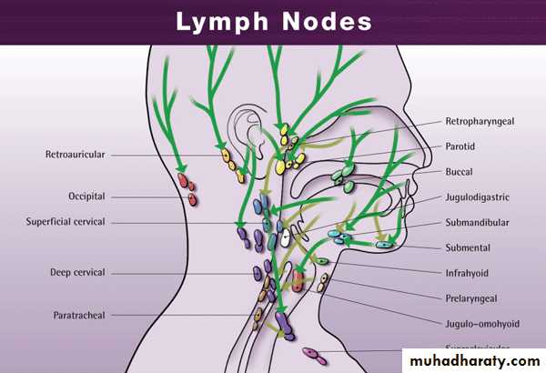 Human Anatomy Face Pptx - دكتور سعد - Muhadharaty