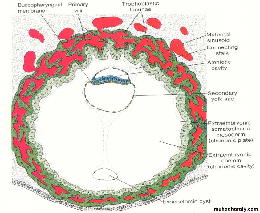 Embryology docx - د. منى زهير - Muhadharaty