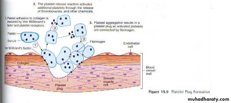 Blood physiology docx - د. بيبين خورشيد - Muhadharaty