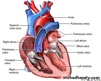 Infective Endocarditis pptx - د.نجاة - Muhadharaty