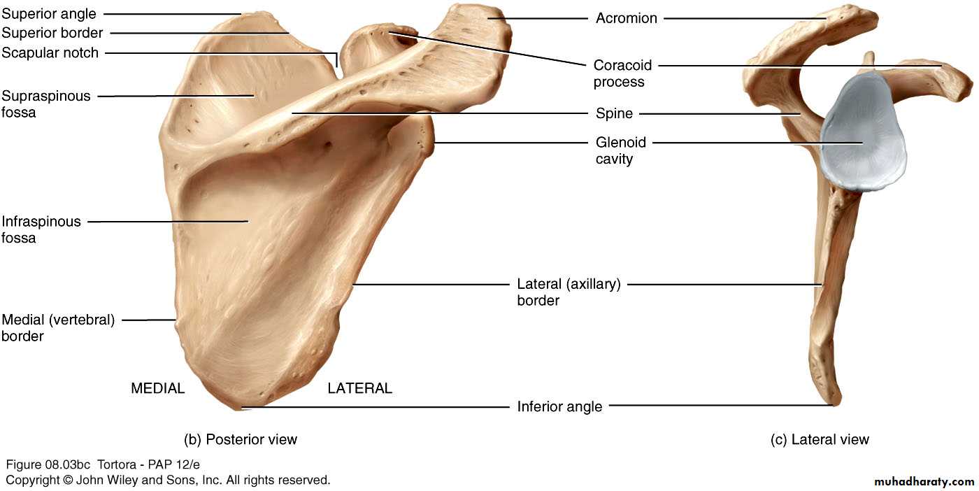 Tuberculum supraglenoidale. Scapula латынь. Лопатка scapula. Scapula род. Скапуля на латыни это.