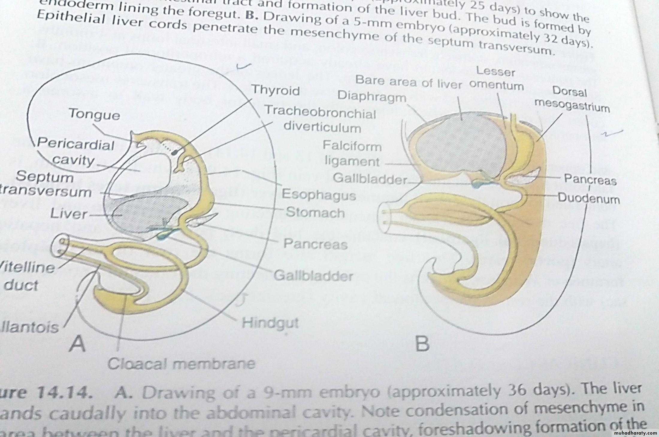 Embryology docx - د.لمى العلاف - Muhadharaty