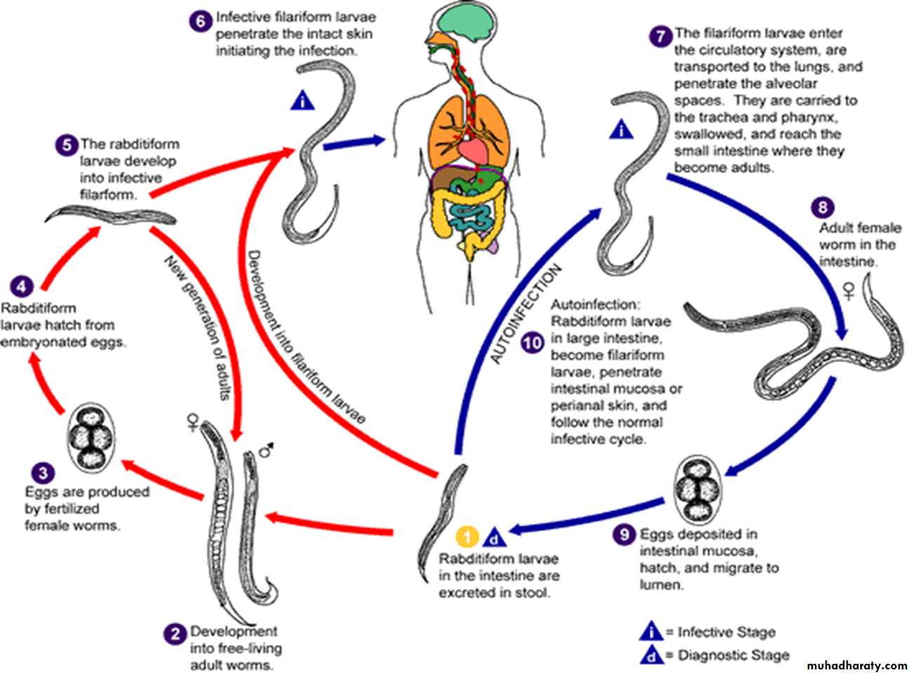 Life Cycle Of Ascaris Lumbricoides Ascaris Lumbricoides Trichuris Trichiura Ascaris