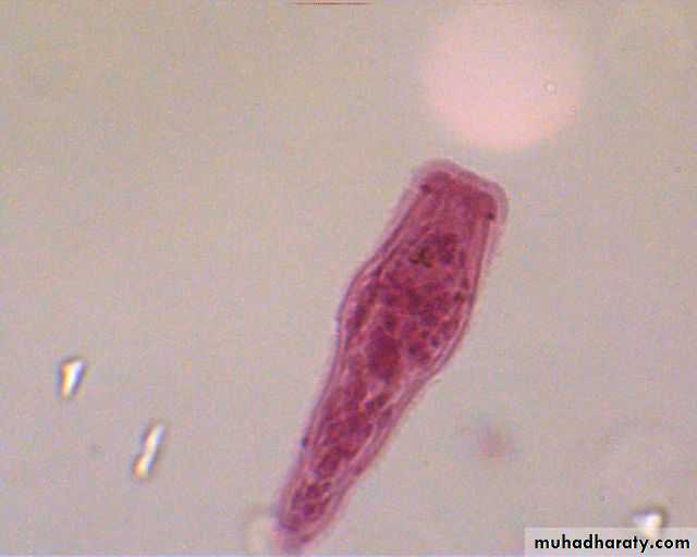 Fasciola Hepatica Pptx عملي Muhadharaty