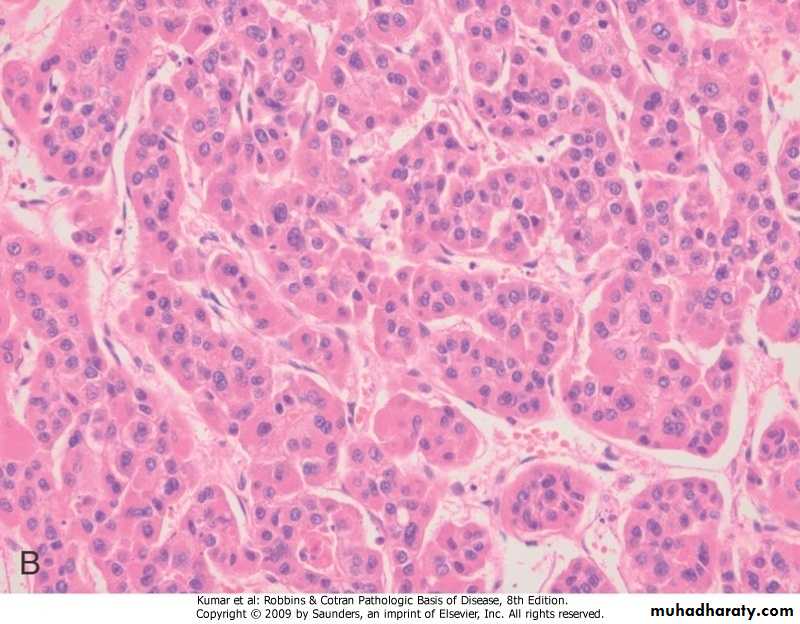 liver pptx - د.زينب - Muhadharaty