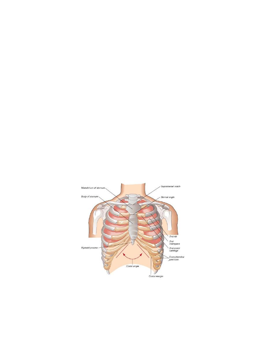 Anatomy of Thoracic Wall.pdf