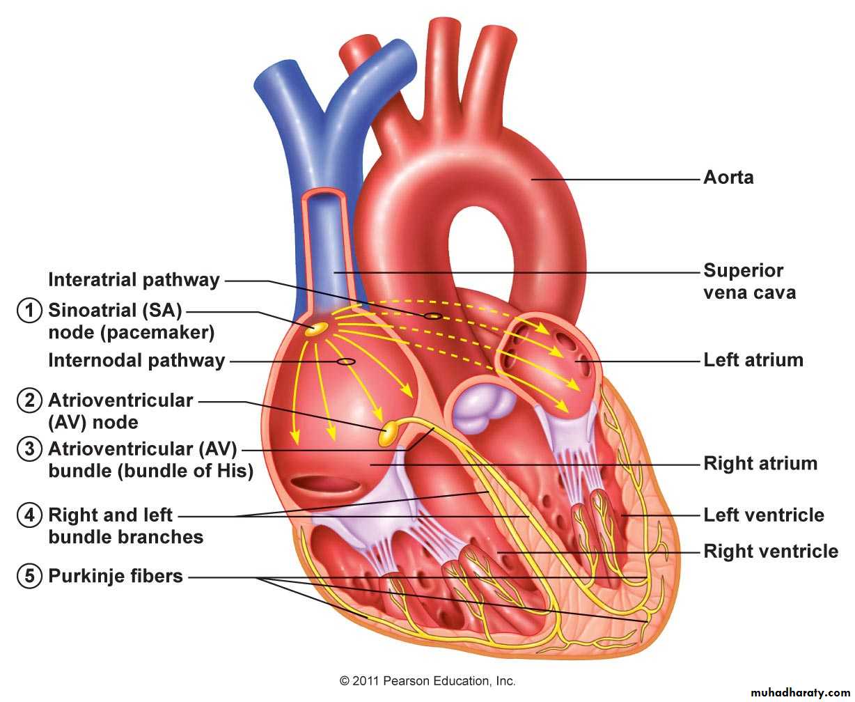 powerpoint files of Thorax pptx - Dr.Muna Zuhair - Muhadharaty