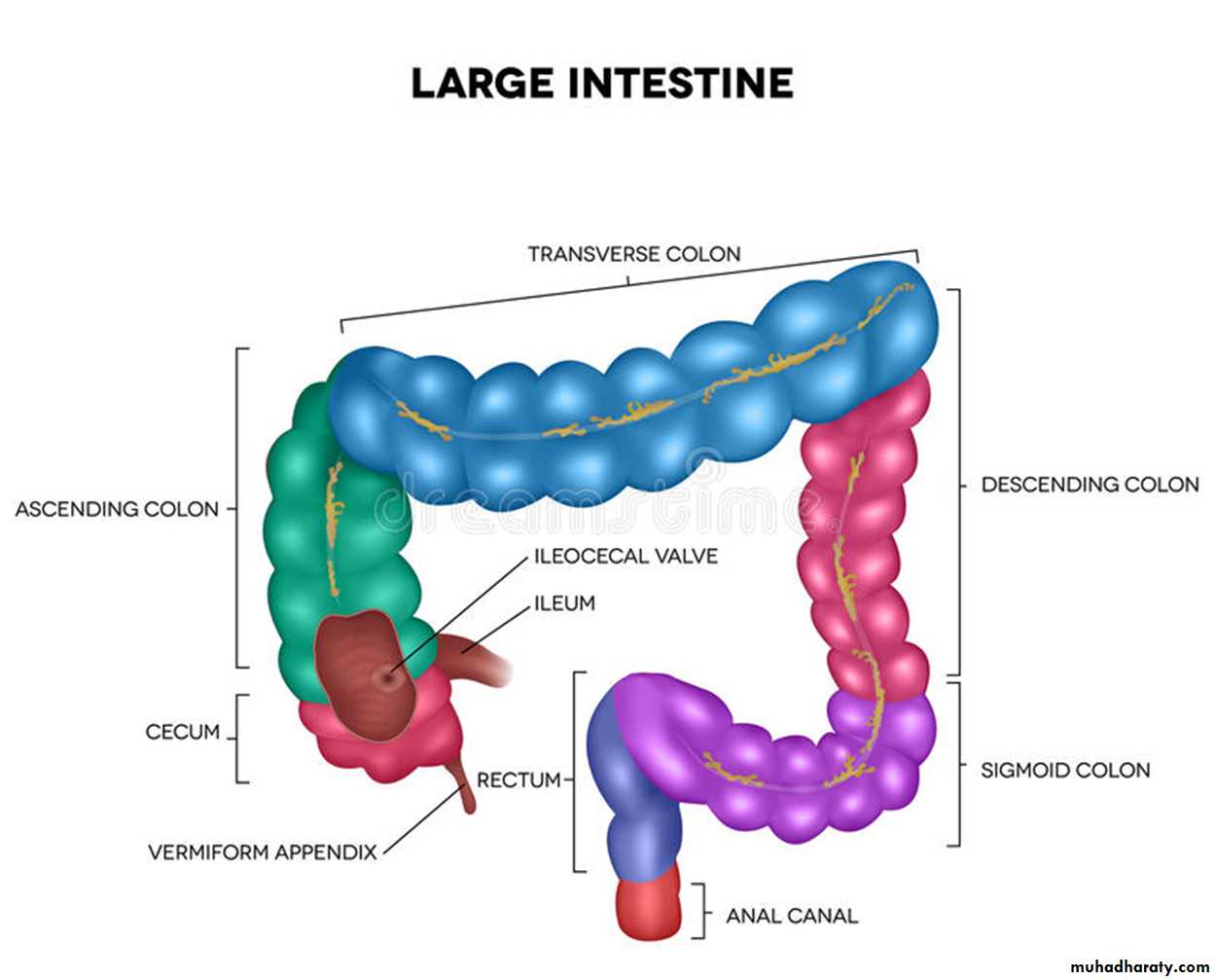 Large Intestine pptx - د. منال (الفصل الثاني) - Muhadharaty