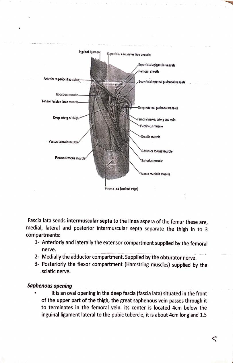 The Lower Limb Pdf - Dr.Maha - Muhadharaty