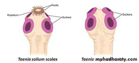 taenia solium scolex parts