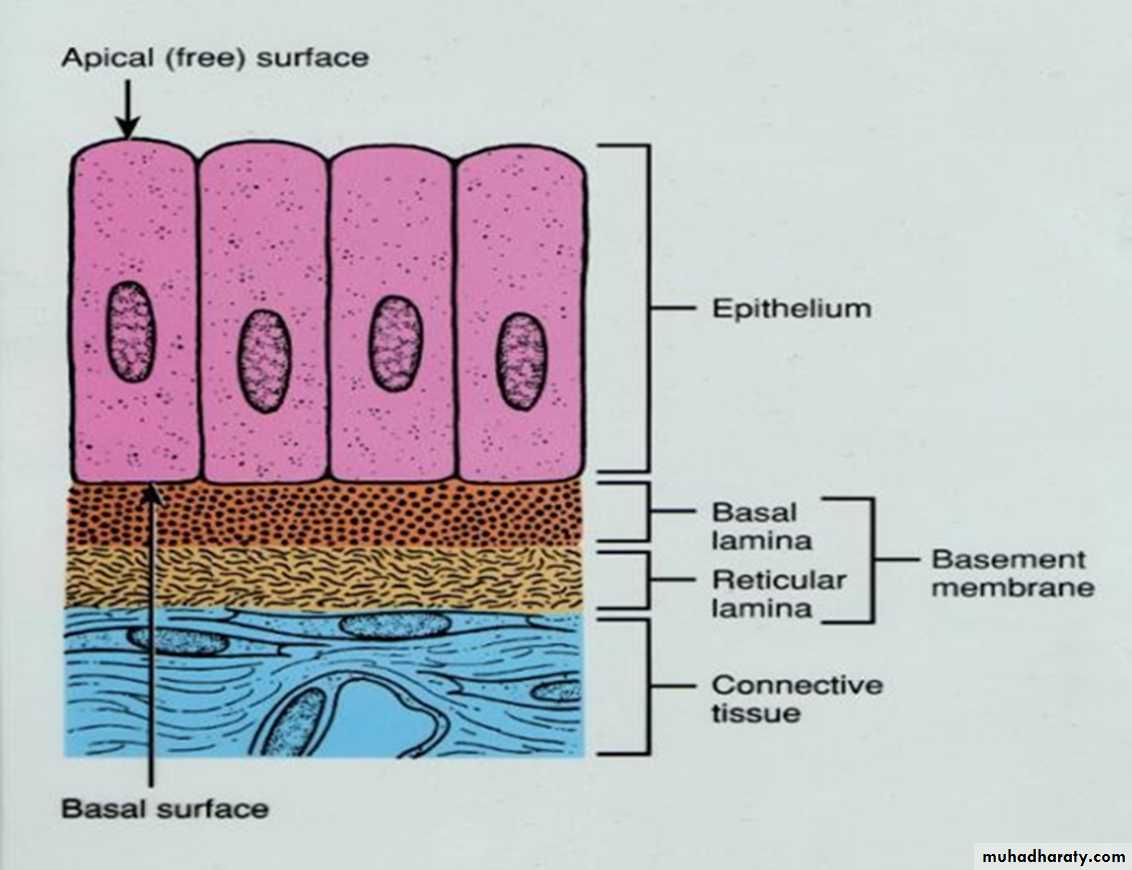 Basement Membrane Vs Basal Lamina The Best Picture Basement My XXX 