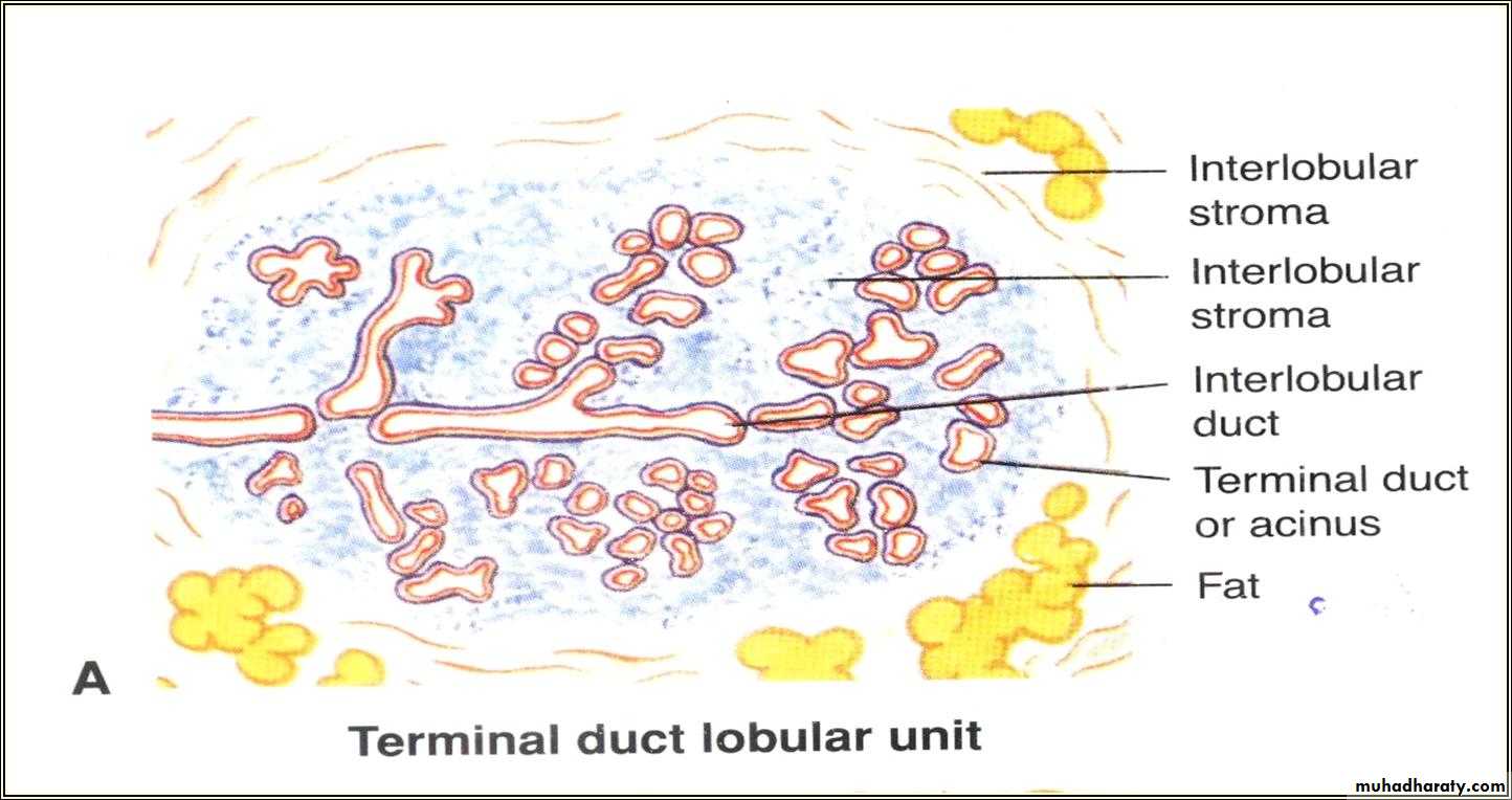 interlobular duct breast
