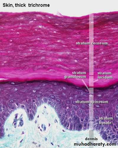 Skin pptx - د. رنا مصطفى - Muhadharaty