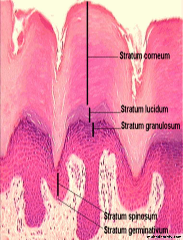 Skin pptx - د. رنا مصطفى - Muhadharaty