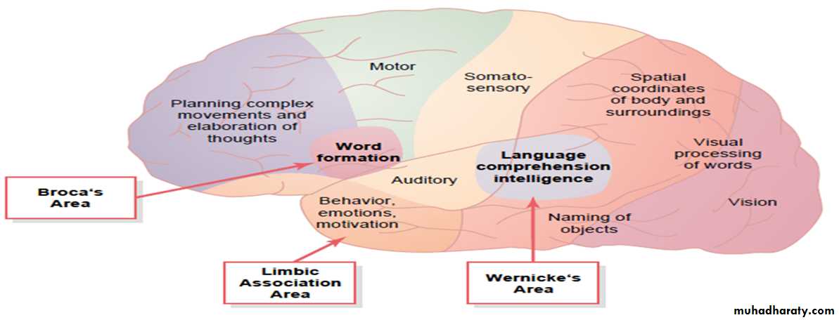 Higher brain functions pptx - د. زيد الاطرقجي - Muhadharaty