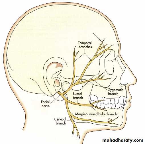 Tmj pptx - د.محمد خليل - Muhadharaty