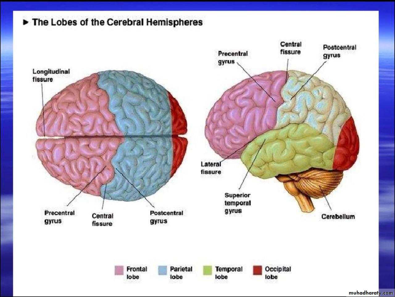 1-2 lectures of neurology pptx - د.عبدالله شاكر - Muhadharaty