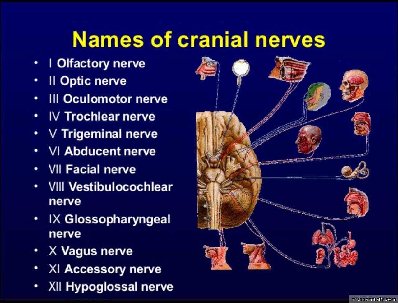 1-2 lectures of neurology pptx - د.عبدالله شاكر - Muhadharaty