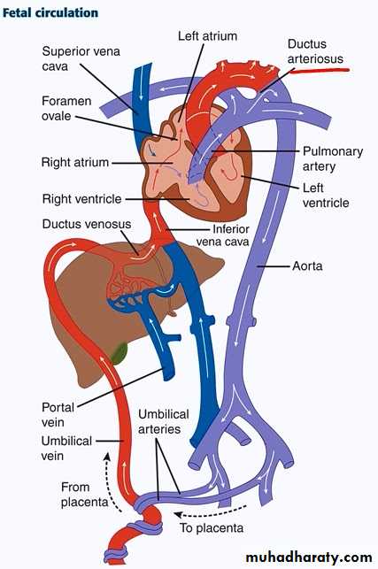 Fetal Growth pptx - د.شيماء - Muhadharaty