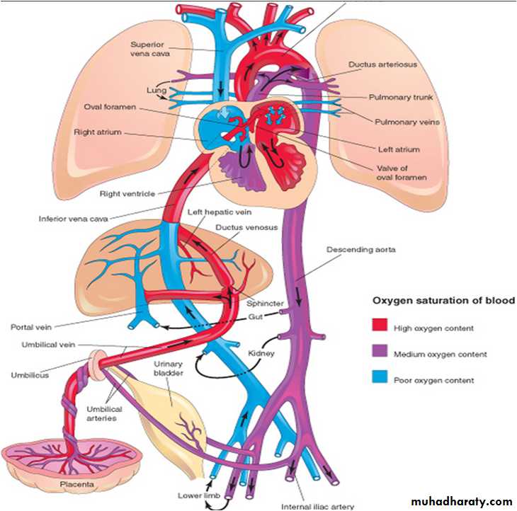 Fetal Growth pptx - د.شيماء - Muhadharaty