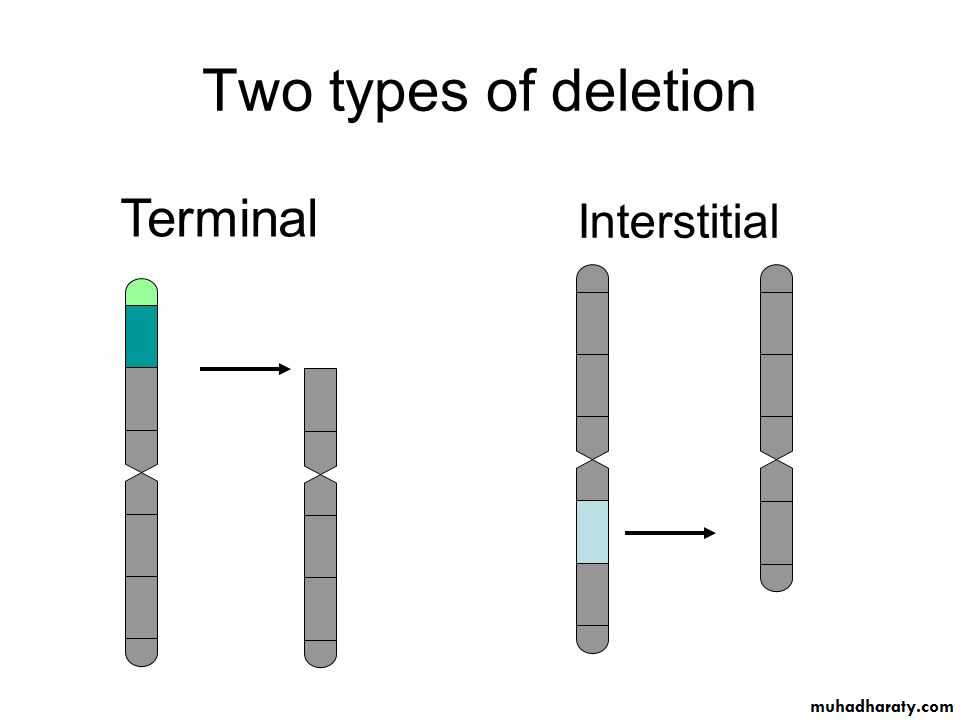 Genetics pptx - Ø¯. Ø²Ù‡Ø±Ø§Ø¡ - Muhadharaty