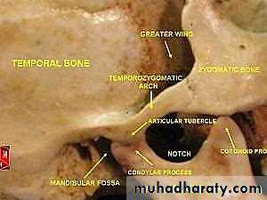 Tmj Pptx - د.لانا - Muhadharaty