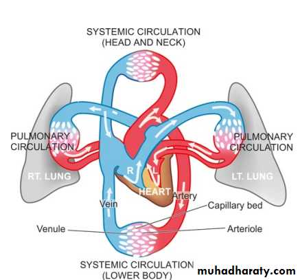 Hemodynamic pptx - د.زينب وليد - Muhadharaty