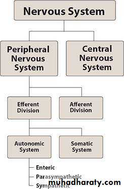 ANS&CNS pptx - د.شهباء - Muhadharaty