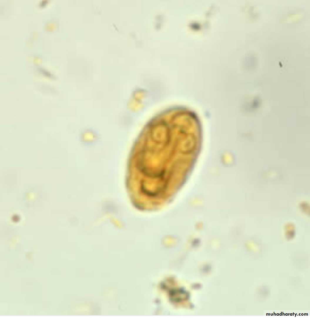 Цисты лямблий под микроскопом в Кале