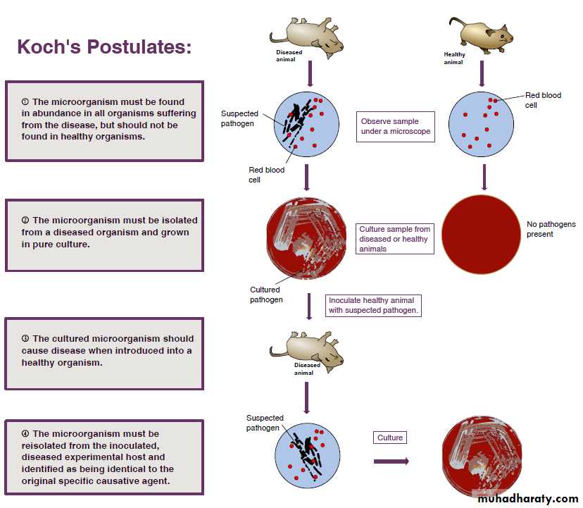 Introduction To Microbiology Pptx دعلي عباس Muhadharaty 5132