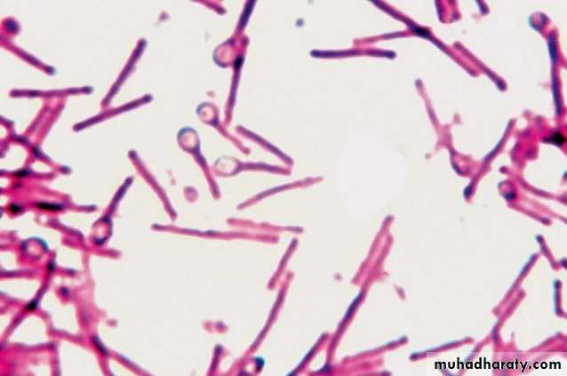 Introduction to microbiology pptx - د.علي عباس - Muhadharaty