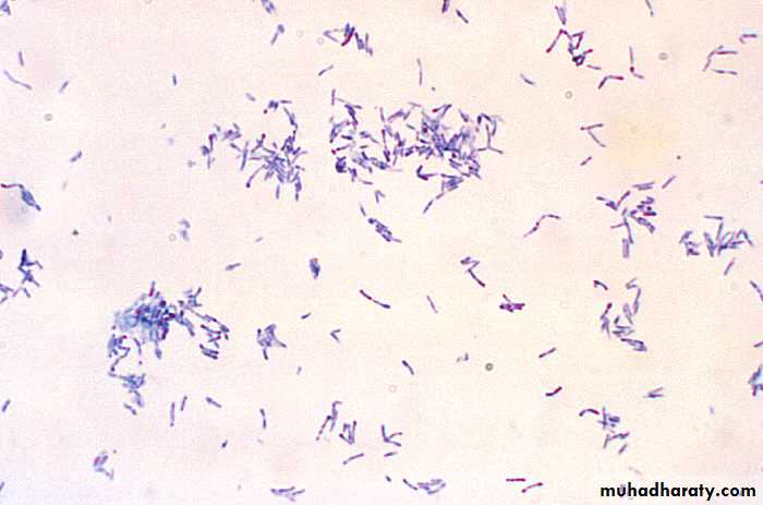 C.diptheria pptx - د.علي عباس - Muhadharaty