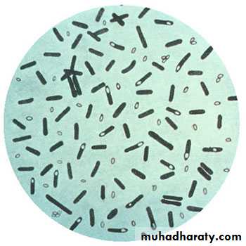 Clostridium pptx - د.ندى - Muhadharaty